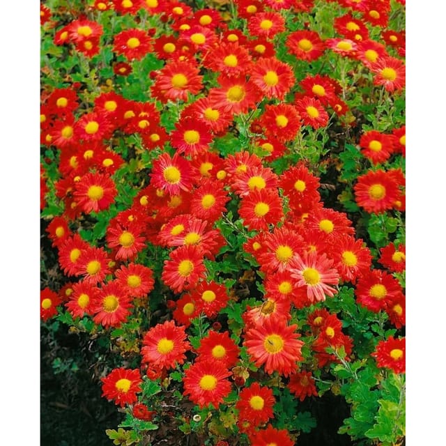 Chrysanthemum X Hort. Gartenchrysantheme Ca. 9x9 cm Topf