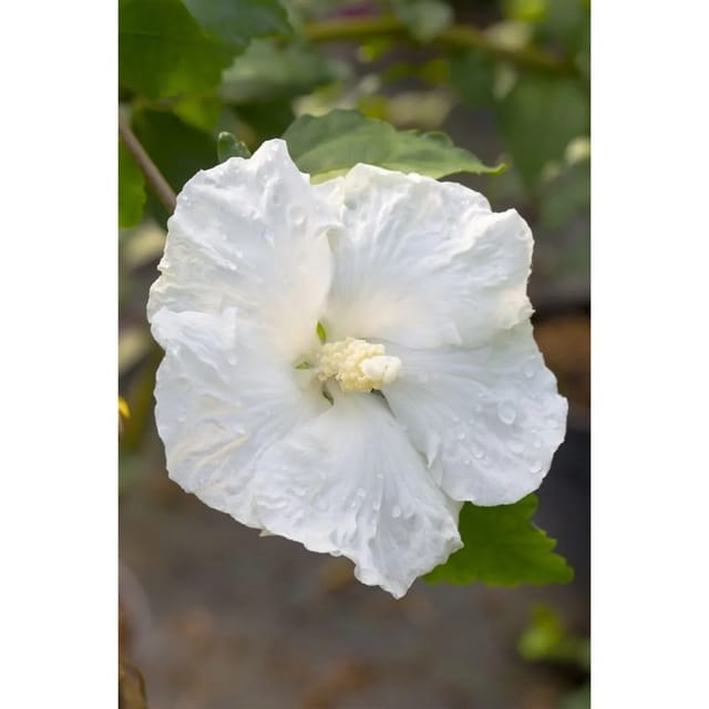 Hibiscus Syriacus Garteneibisch Eleonore 40-60 cm