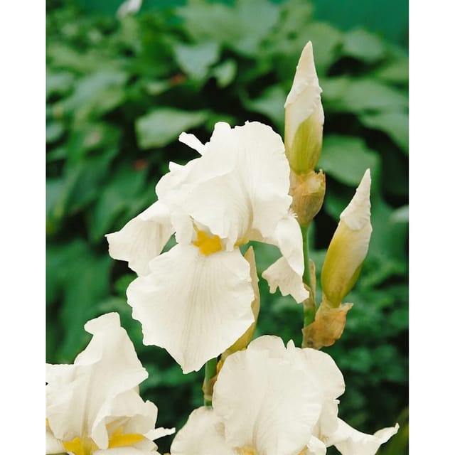 Iris X Barb.-Elat. Schwertlilie English Cottage Ca. 11x11 cm Topf