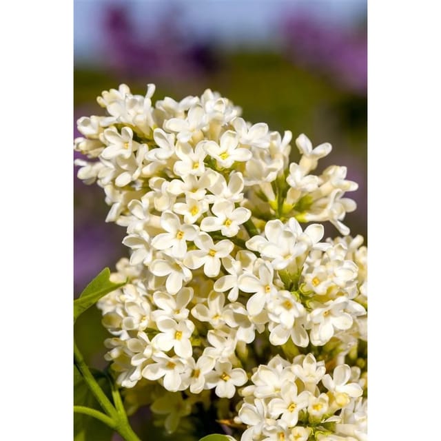 Syringa Vulgaris Flieder Primrose 60-100 cm