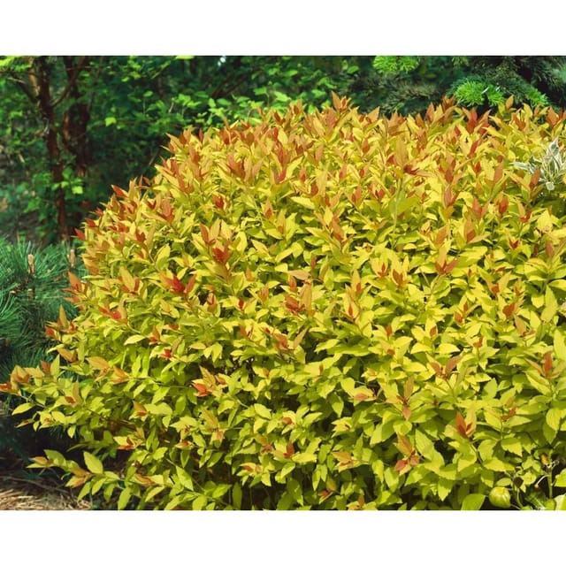 Spiraea Japonica Japanische Spiere Magic Carpet R 25-30 cm