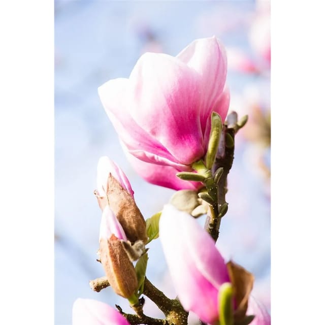 Magnolia 'Red Lucky' Magnolie 100-125 cm
