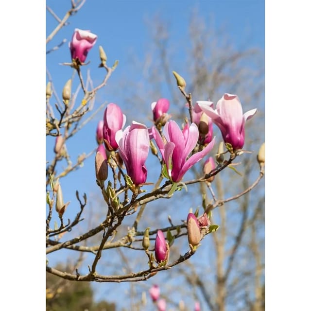 Magnolia Daybreak Magnolie 60-80 cm