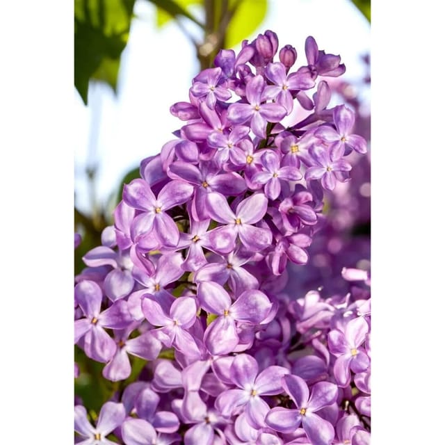Syringa Vulgaris Flieder 'Princesse Sturdza' 100 cm Stammhöhe