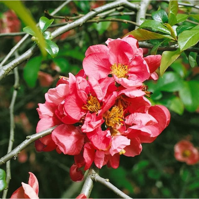 Chaenomeles 'Pink Lady' Zierquitte 60-80 cm