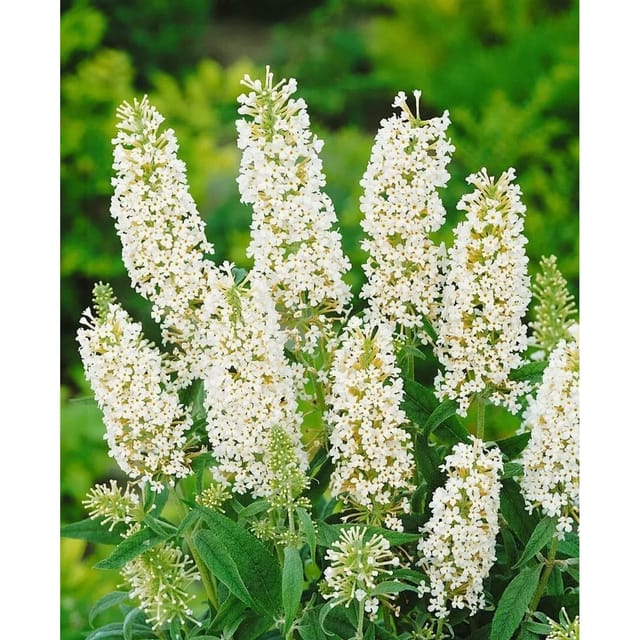 Buddleja Davidii Schmetterlingsstrauch White Ball 40-60 cm