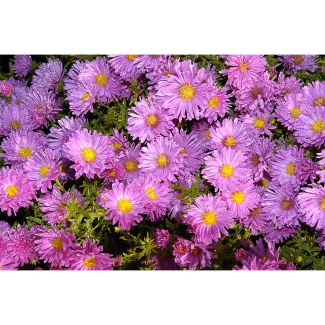 Aster Alpinus Alpenaster Happy End Ca. 9x9 cm Topf