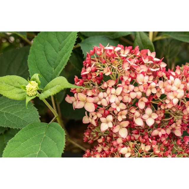 Hydrangea Arborescens Schneeballhortensie Ruby Annabelle 40-60 cm