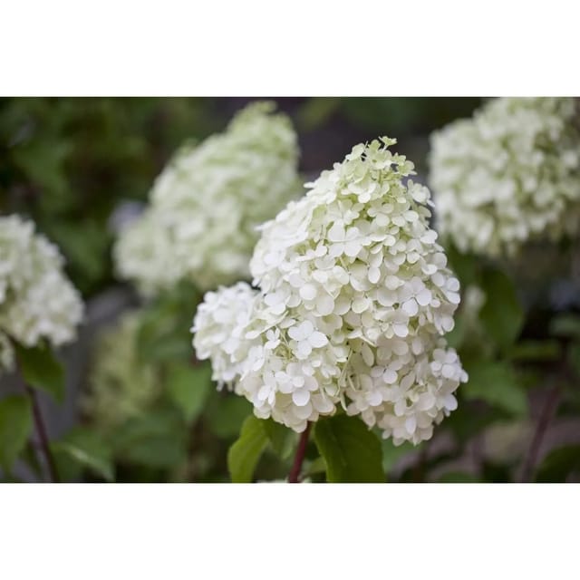 Hydrangea Paniculata Rispenhortensie 60-80 cm