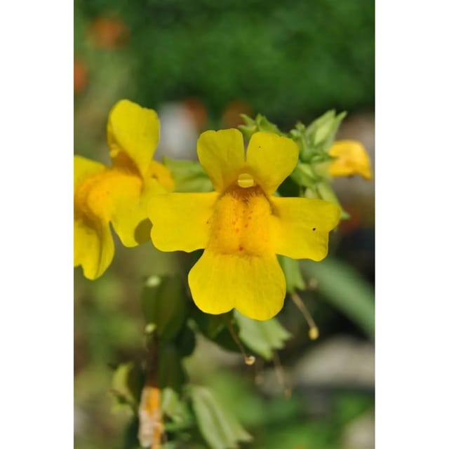 Mimulus Luteus Gelbes Gauklerblümchen Ca 9x9 cm Topf