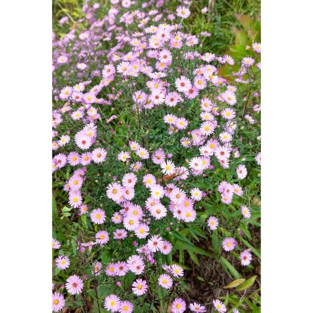 Aster Vimineus Myrtenaster Ca. 11x11 cm Topf
