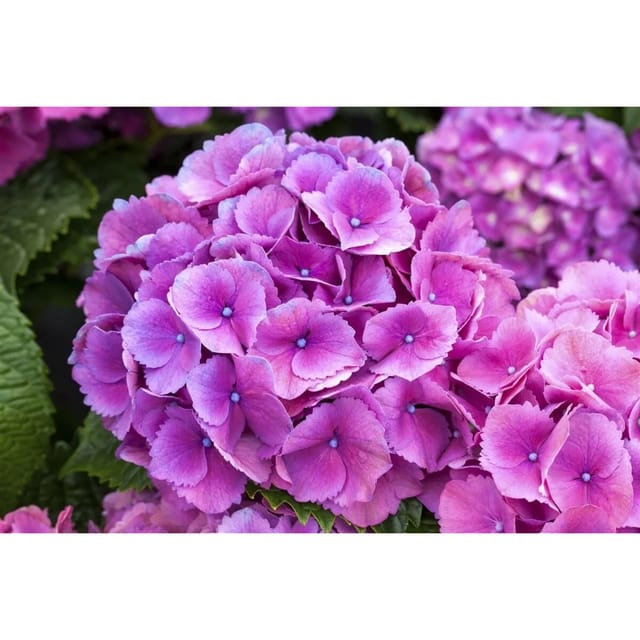 Hydrangea Macrophylla Bauernhortensie Schöne Bautznerin Lila 30-40 cm