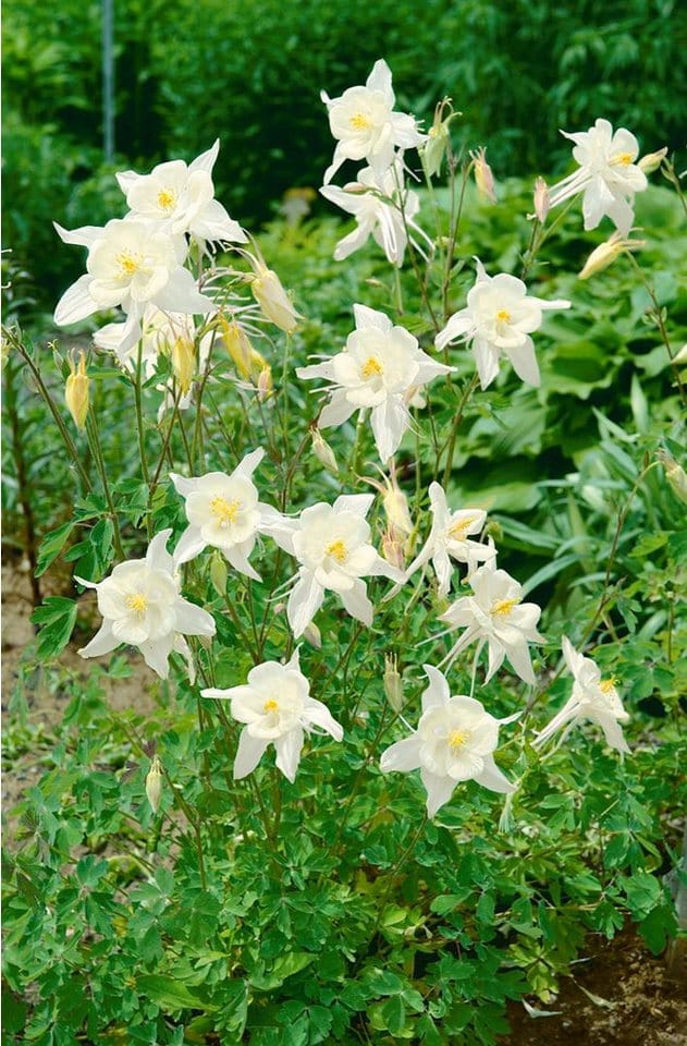 Aquilegia Caerulea Akelei Kristall Ca 9x9 cm Topf
