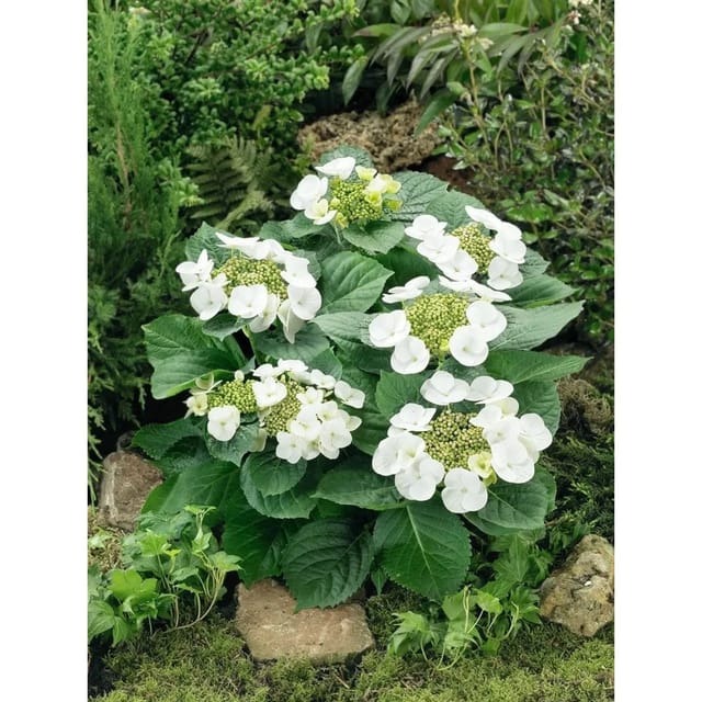 Hydrangea Macrophylla Bauernhortensie Benxi 30-40 cm