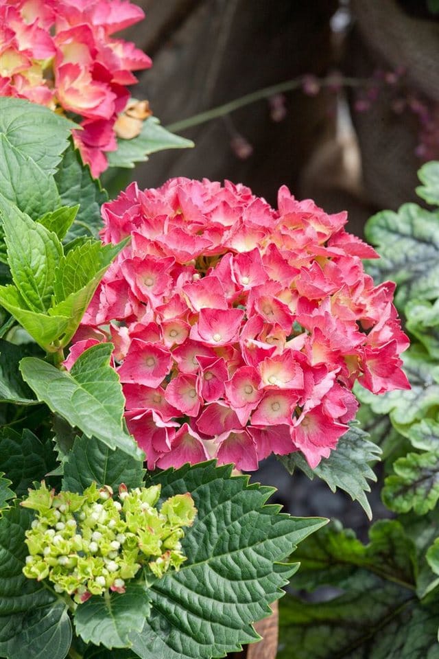 Hydrangea Macrophylla Bauernhortensie Red Baron 30-40 cm