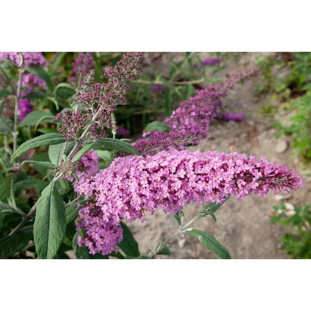 Buddleja Davidii Schmetterlingsstrauch 'Nike' 60-80 cm