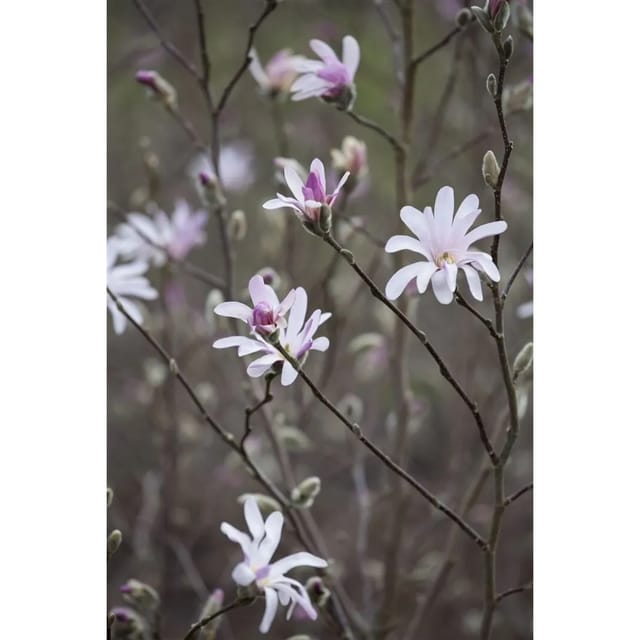 Magnolia Soulangiana Tulpenmagnolie 40-60 cm