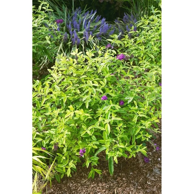 Buddleja Santana Schmetterlingsstrauch 40-60 cm