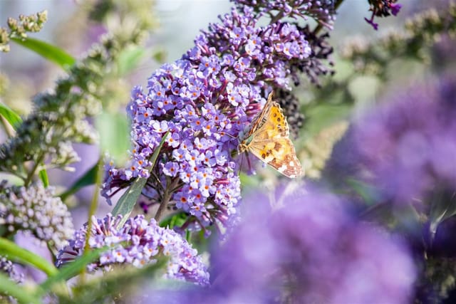 Buddleja Davidii Schmetterlingsstrauch Empire Blue 15-20 cm
