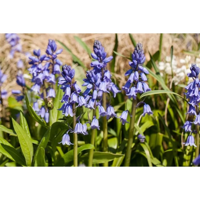 Hyacinthoides Excelsior Hasenglöckchen 2 Liter Container
