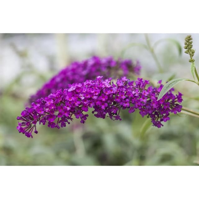 Buddleja Miss Ruby Schmetterlingsstrauch 40-60 cm