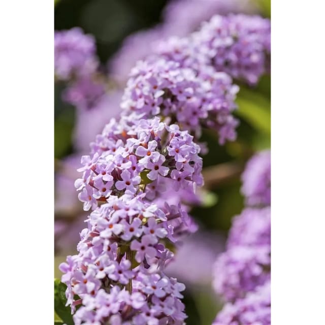 Buddleja Alternifolia Schmetterlingsstrauch Unique ® 10-15 cm