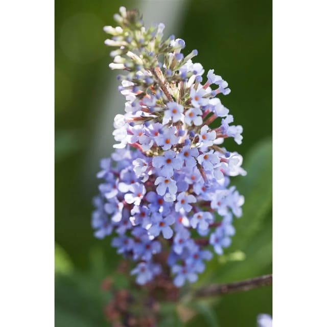 Buddleja Davidii Schmetterlingsstrauch Buzz Improved Sky Blue 40-60 cm