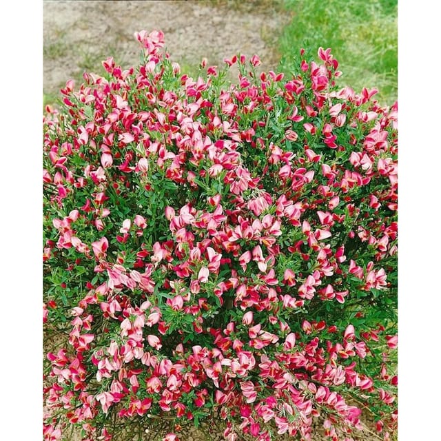 Cytisus Scoparius Besenginster 'Eva' 40-50 cm