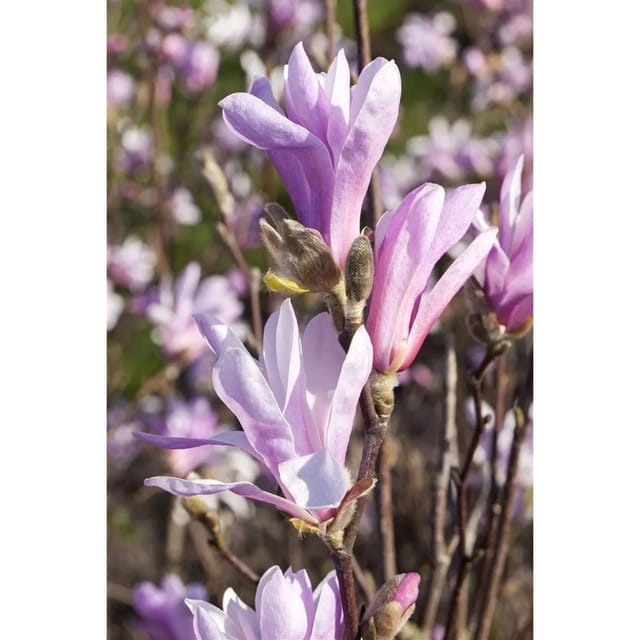 Magnolia Liliiflora Tulpenmagnolie 80 cm Stammhöhe