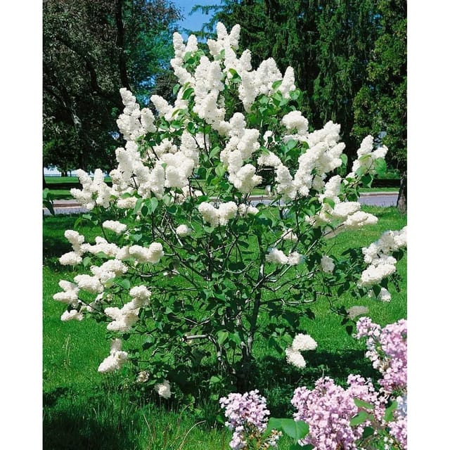Syringa Vulgaris Flieder 80-100 cm