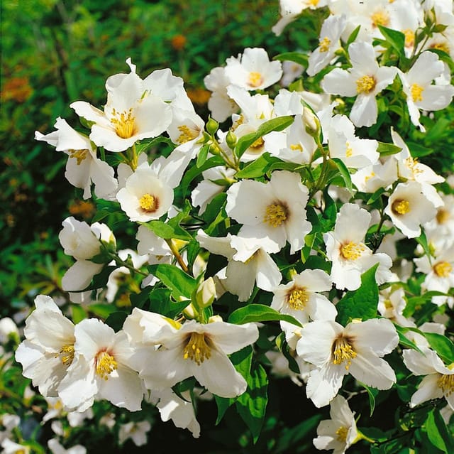 Philadelphus 'Belle Etoile' Pfeifenstrauch 40-60 cm