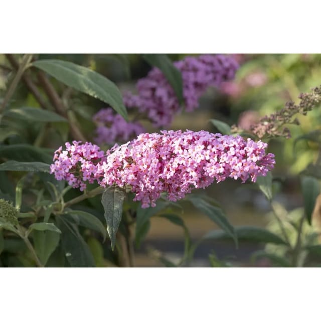 Buddleja Davidii Schmetterlingsstrauch Pink Panther 40-60 cm