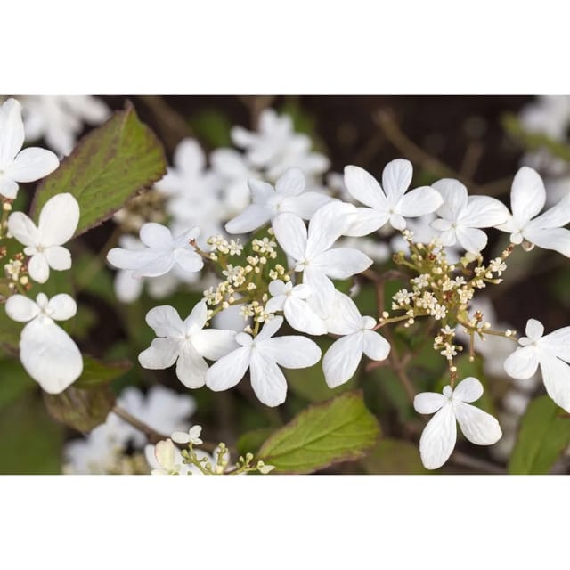 Viburnum Plicatum Japanischer Schneeball Watanabe 40-60 cm