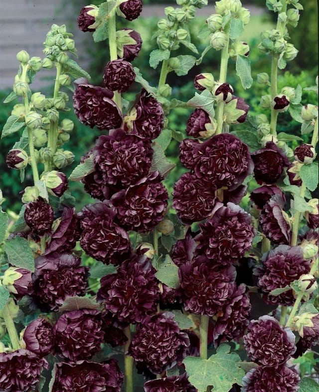 Alcea Rosea Stockrose Spotlight-Series 'Blacknight' Ca. 9x9 cm Topf
