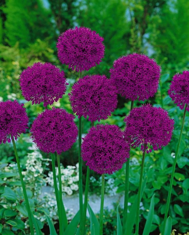 Allium Aflatunense Zierlauch Purple Sensation Ca 11x11 cm Topf