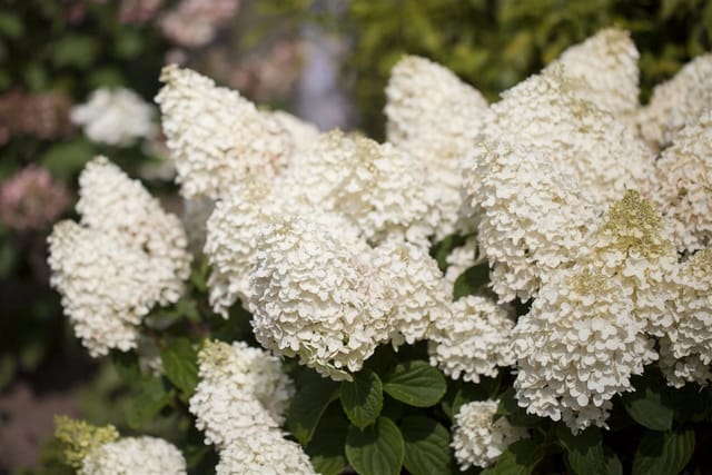 Hydrangea Paniculata Rispenhortensie Silver Dollar 40-60 cm