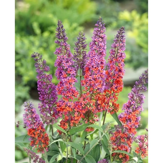 Buddleja Davidii Schmetterlingsstrauch Flower Power R 80-100 cm
