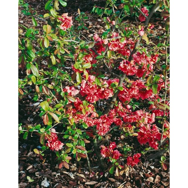 Chaenomeles Speciosa Zierquitte Hot Fire 40-60 cm