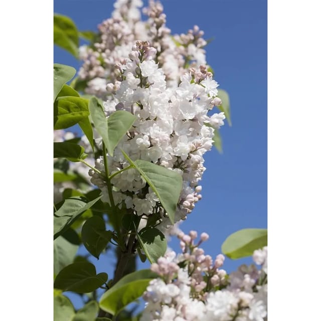 Syringa Vulgaris Flieder Schöne Von Moskau R 60-80 cm