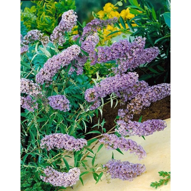 Buddleja Davidii Schmetterlingsstrauch Sophie 40-60 cm
