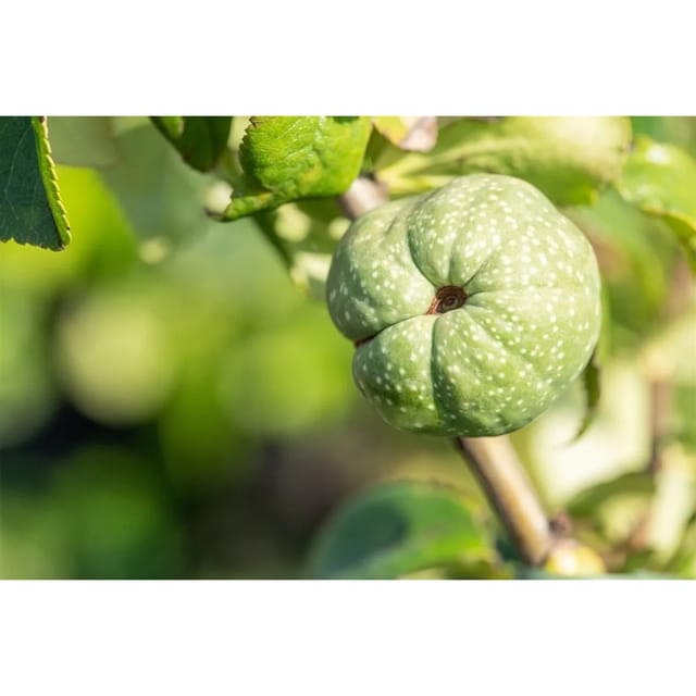 Chaenomeles 'Youki Gotin' Zierquitte 30-40 cm