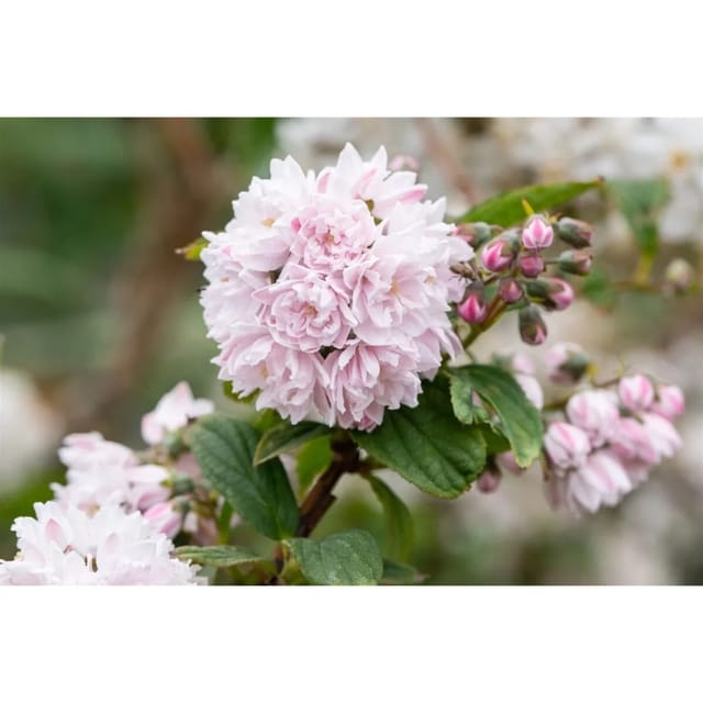 Deutzia Hybrida Maiblumenstrauch 60- 100 cm
