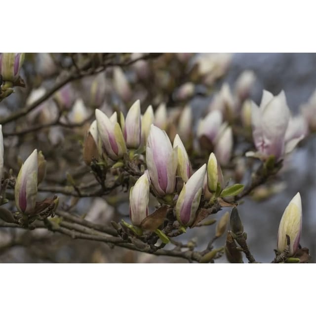 Magnolia Soulangiana Tulpenmagnolie Alba Superba 40-60 cm