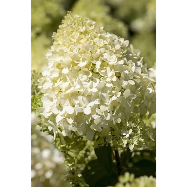 Hydrangea Paniculata Rispenhortensie Magical® Mont Blanc 100-125 cm