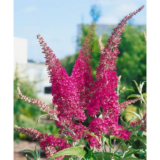 Buddleja Davidii Schmetterlingsstrauch Summer Beauty 60-100 cm