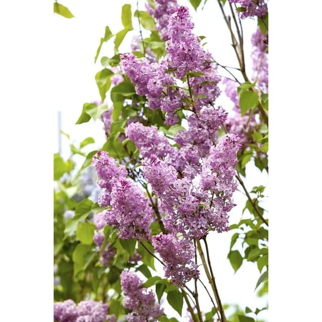 Syringa Chinensis Chinesischer Flieder 60-100 cm