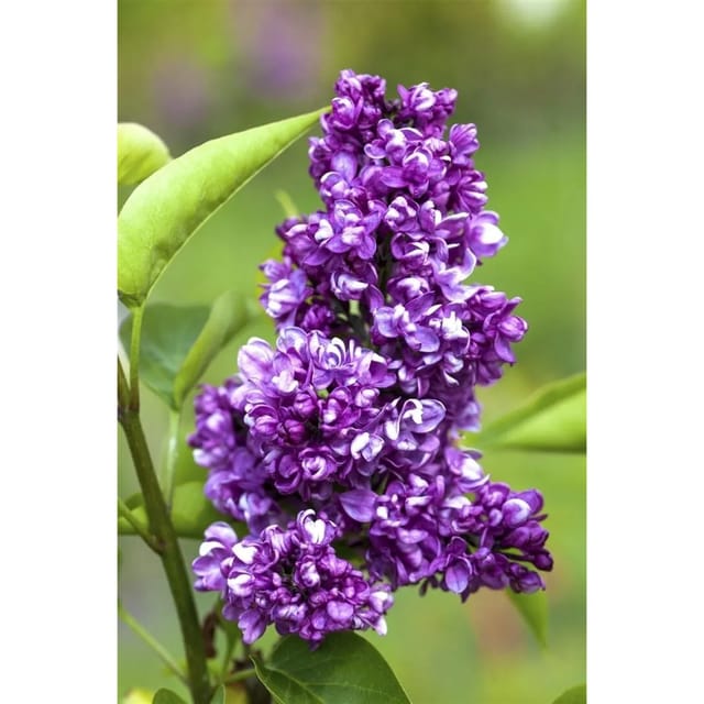 Syringa Vulgaris Flieder Charles Joly 100 cm Stammhöhe