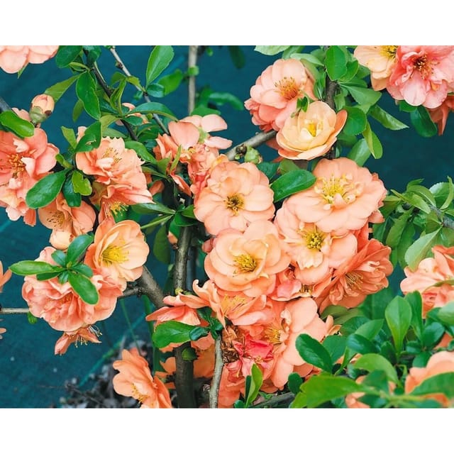Chaenomeles 'Orange Trail' Zierquitte 40-60 cm