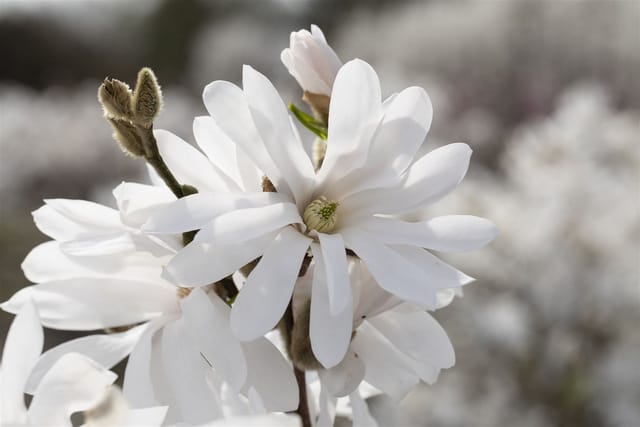 Magnolia Stellata Sternmagnolie Royal Star 60-80 cm