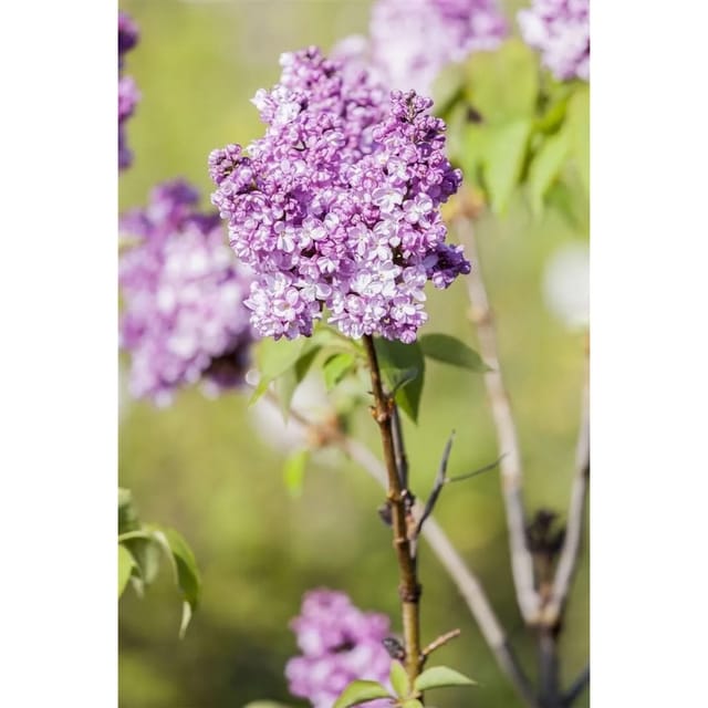Syringa Vulgaris Flieder 'Prince Wolkonsky' 60-80 cm